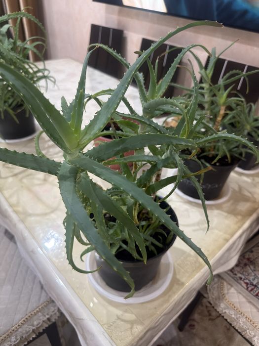Продам алоэ - комнатный цветок