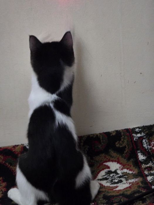 Отдам котенка в хорошие руки