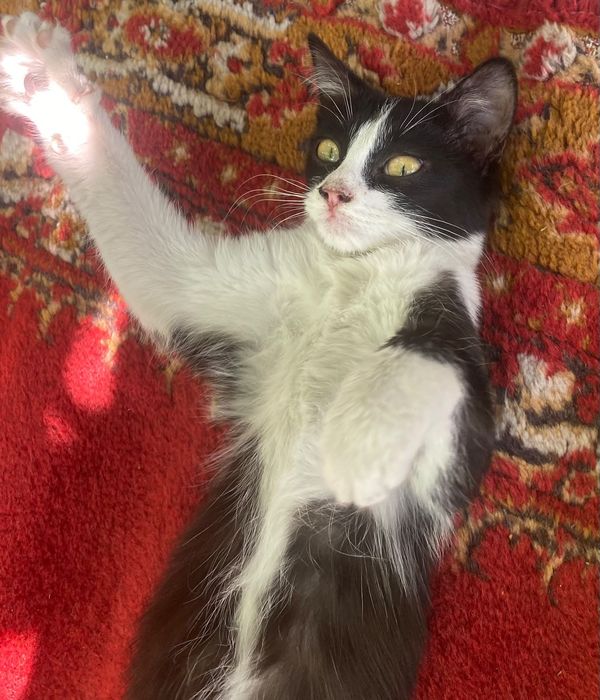 котенок девочка 3-5 месяцев
