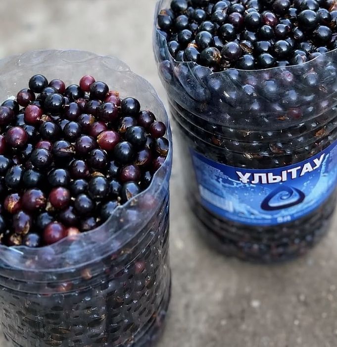 Смородина серебристая