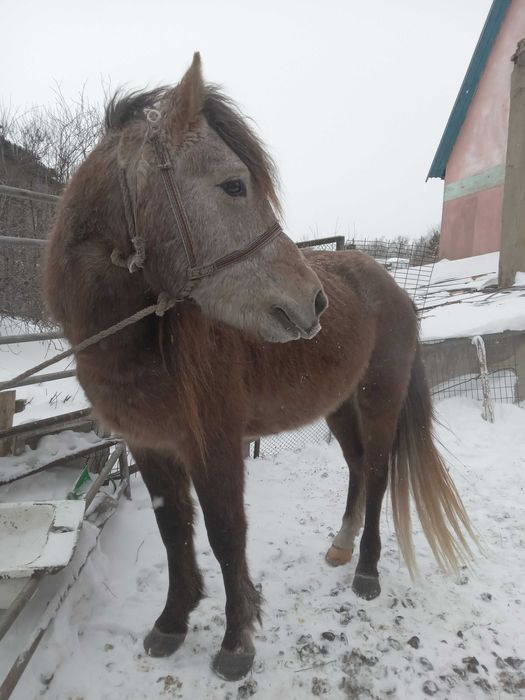 Продаётся жеребец- айгыр
