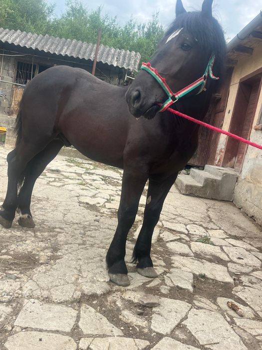 Manz de 1 an din tata Percheron