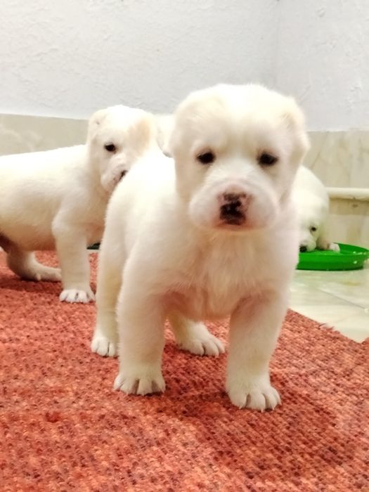 АЛАБАЙ щенки продается