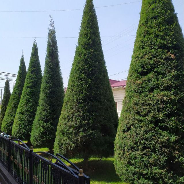 Sadovnk bogbon lanshaft gazon archa xizmat