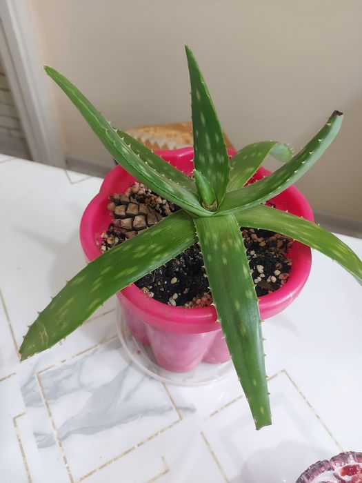 Цветы  алоэ вера