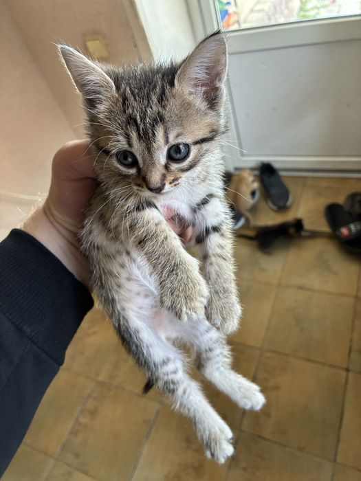 Шотландские котята остались 3 девочки