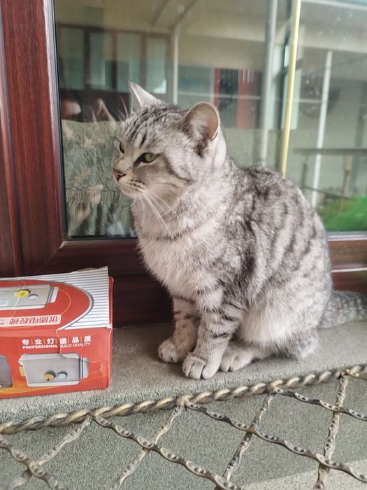 Skotish stright Шотландская прямоухая кошка