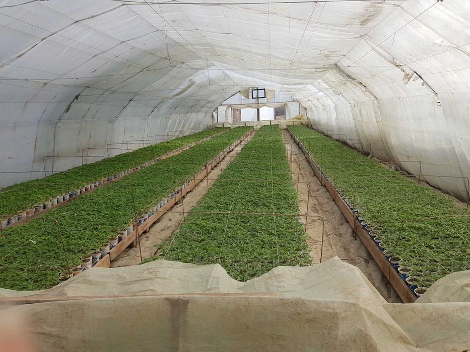 Продавам разсад домати и краставици!