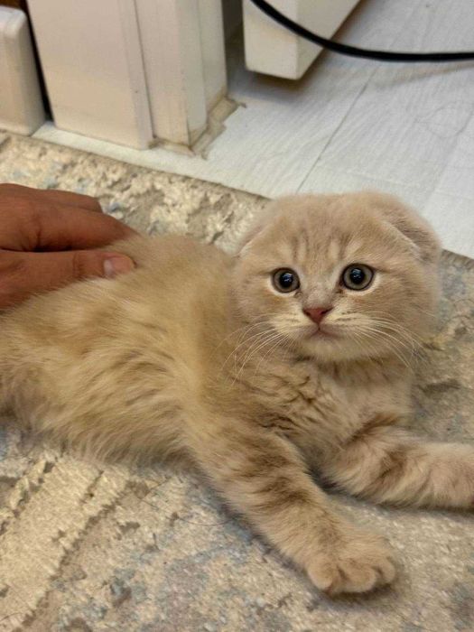 Продам котят / mushukchalar sotiladi