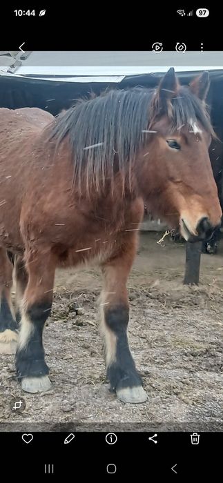 Minza de 1.6 luni de vinzare..