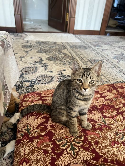 Домашние котята, отдам в хорошие руки