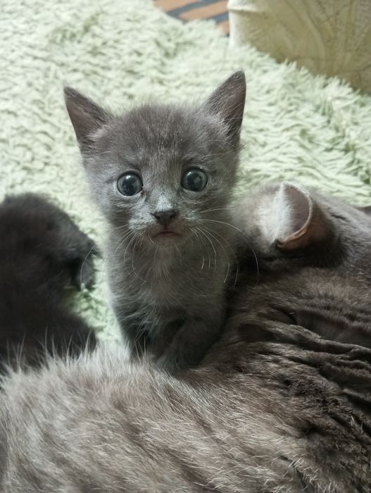 Отдам котят бесплатно