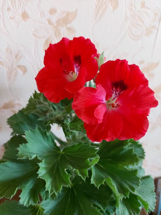 Продам пеларгонии