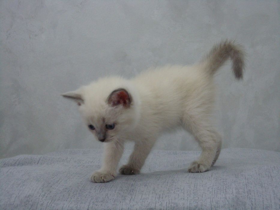 Brito-shotlan mushukchalar