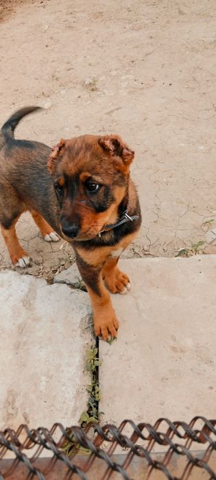 Алабай кушик сатылады