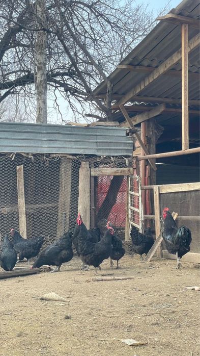 гигант джерсийский