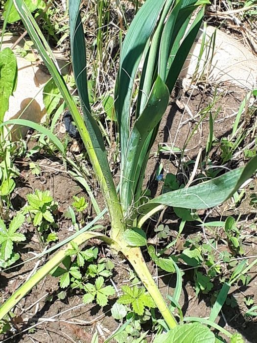 Yucca de gradina