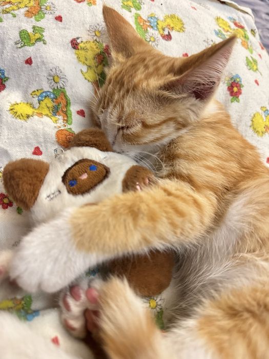 Котенок мальчик в хорошие руки