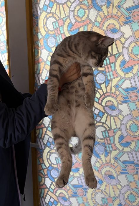 Отдам кота в добрые руки