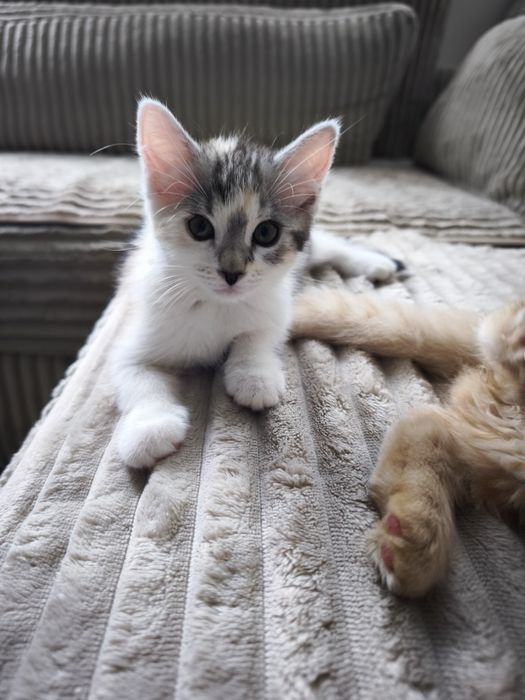 Puiuți adorabili pentru adopție