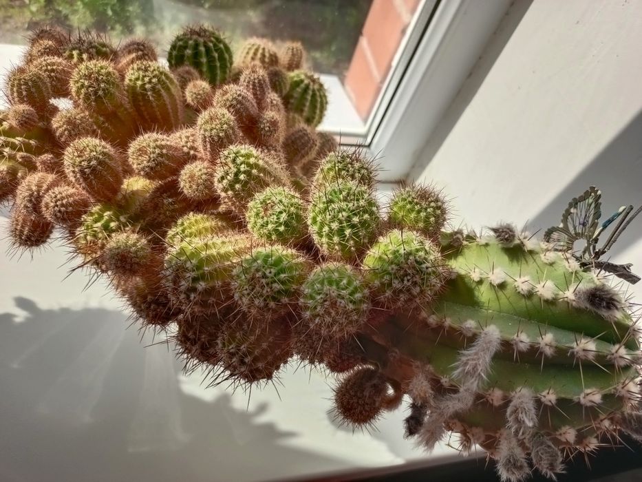 Продам цветущий кактус