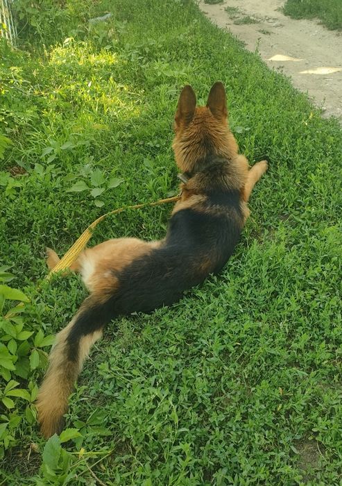 Вязка Немецкая овчарка