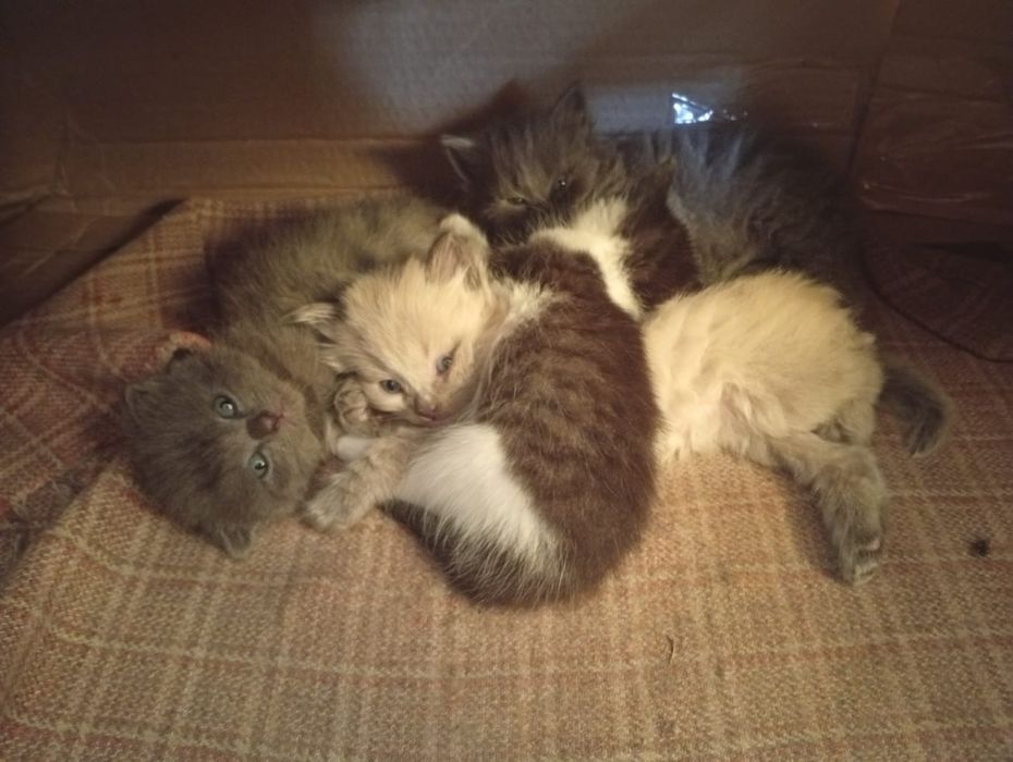 Отдам котят в добрые руки