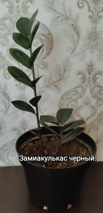 Продам комнатные цветы