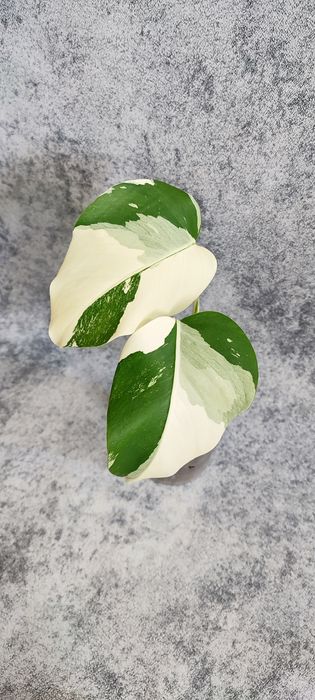 Монстера Альба .