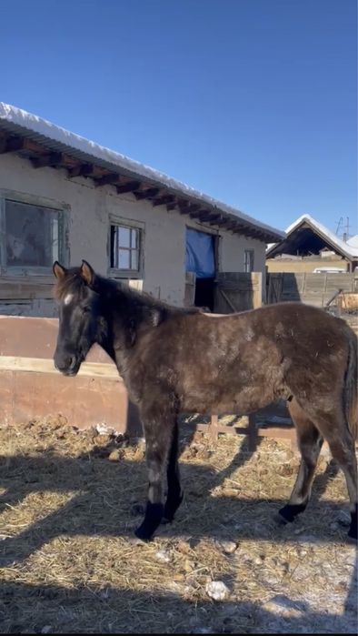 Еркек жабағы сатылады