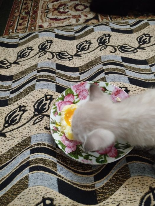 Хорошие котята ищут дом