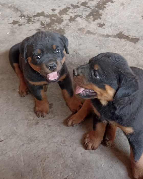 Ветеринар Шымкент