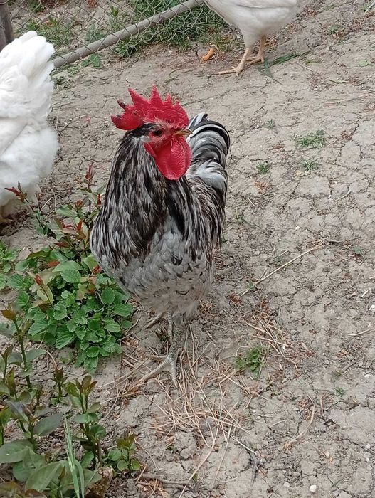 cocos rasa australorp gri
