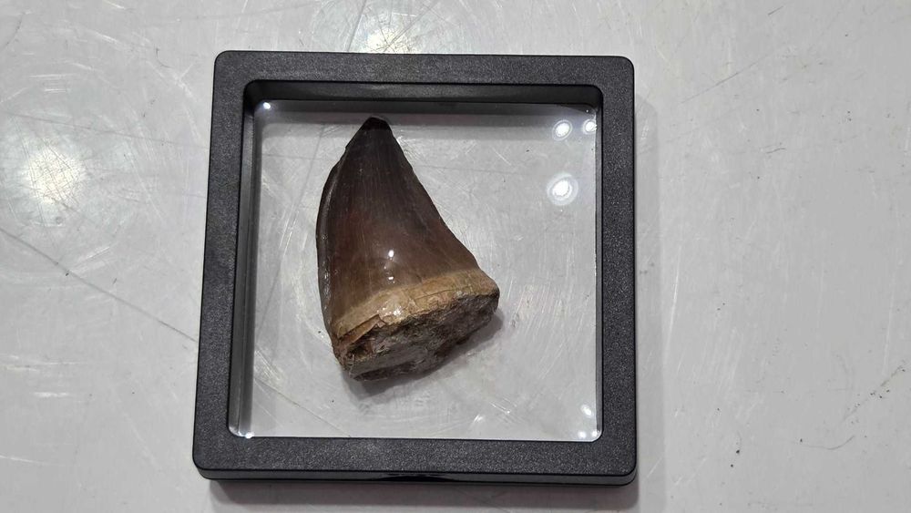 Dinte vintage de mosasaur