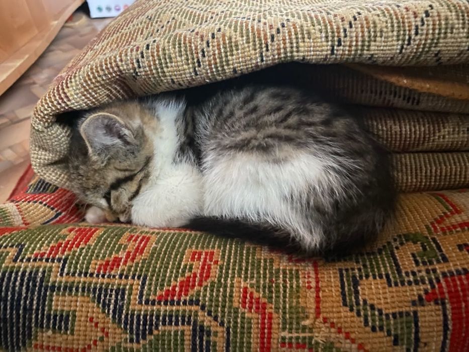 Отдам котенка в добрые руки