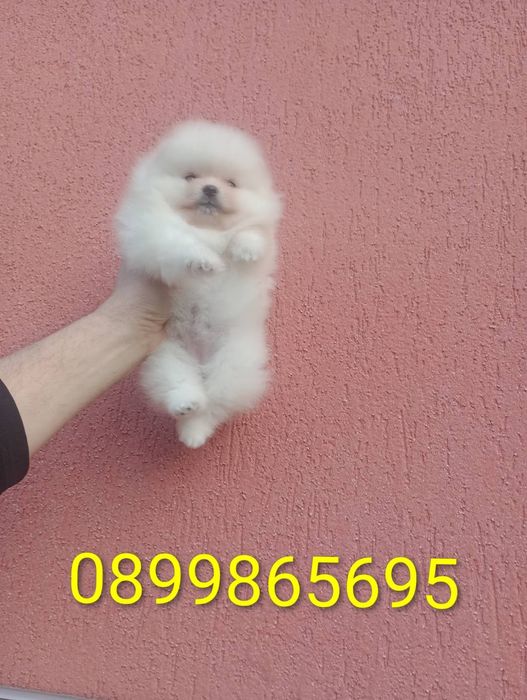 Женски Померан !