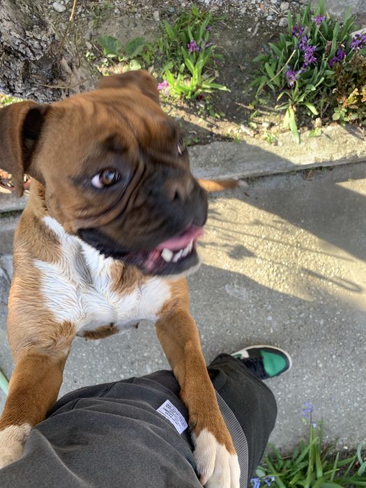 ofer spre adoptie pui boxer