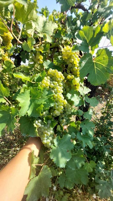 Продавам грозде Совиньон Блан