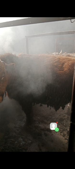 откорм бұқалар  сатылады