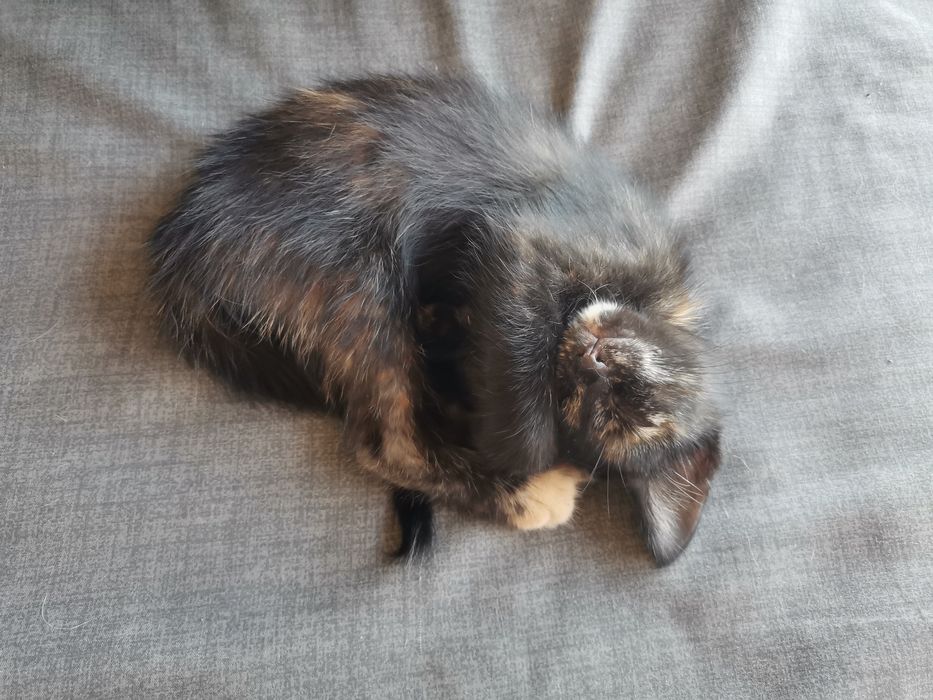 Urgent Spre adopție 4 pisicuțe