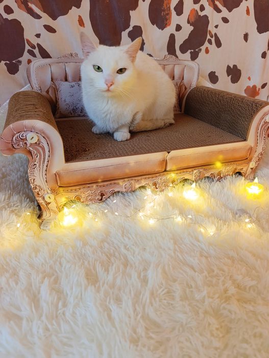 Отдам кошку в добрые руки