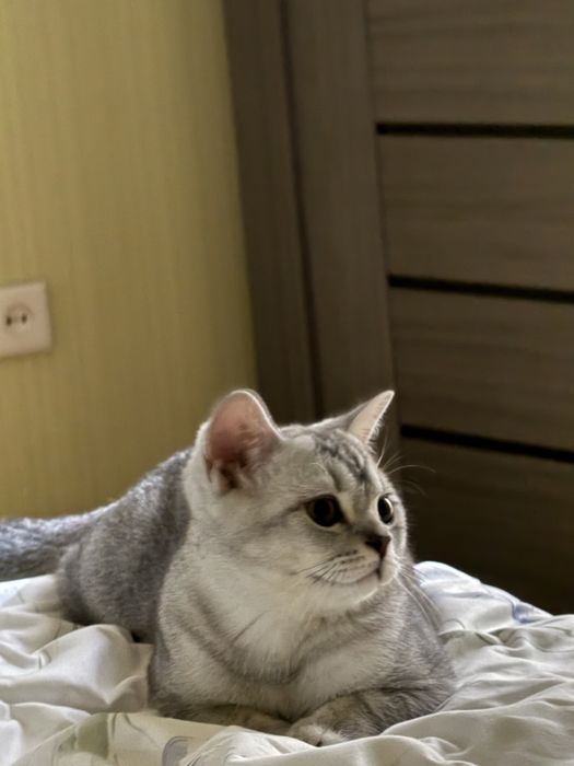 Продается Шотландский котенок