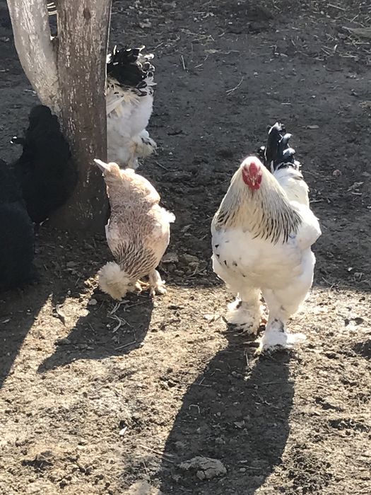 Brama tuximlariga zakaz olamiz  zoti toza 100%