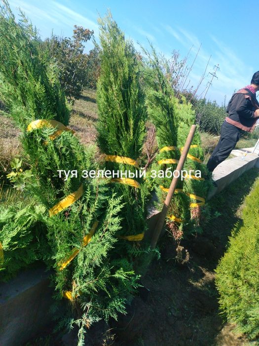 Павлония туя Сасна каталпа ясин