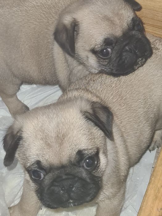 Щенки мопса девочки и мальчики