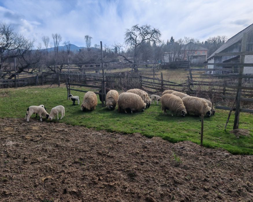 Vând oi cu miei!