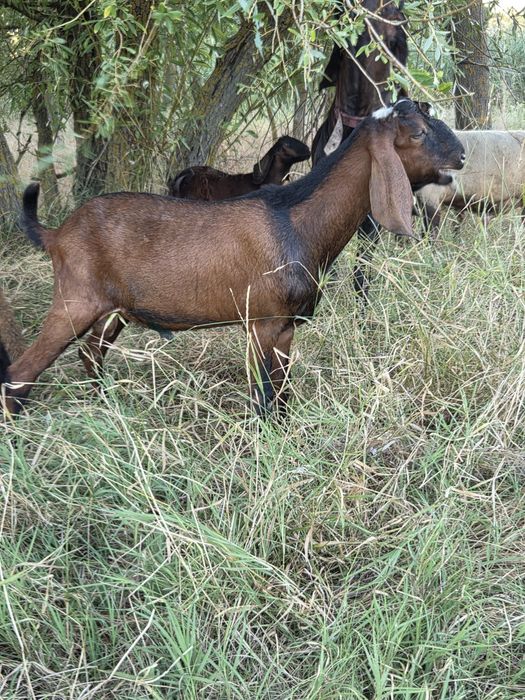 Tapi anglo nubian rasa pura cu pedigree