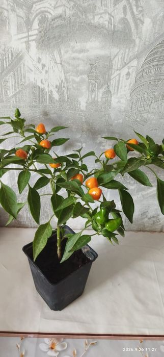 Продам острый перец комнатный