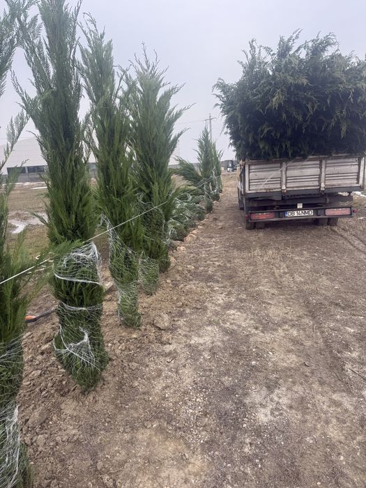 Leylandi vejnic verde 100 lei