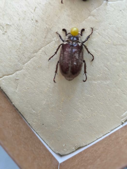 Картина Репина "Жук скаробей".